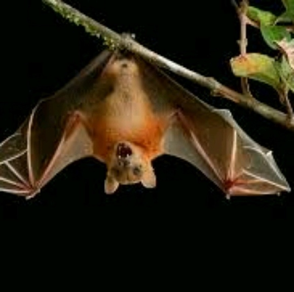 Meet your Posher, David - Picture 1 of 1